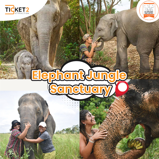 elephant jungle sanctuary.jpg