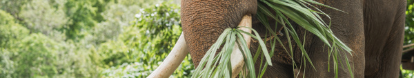 9 Most Ethical Elephant Sanctuaries in Phuket