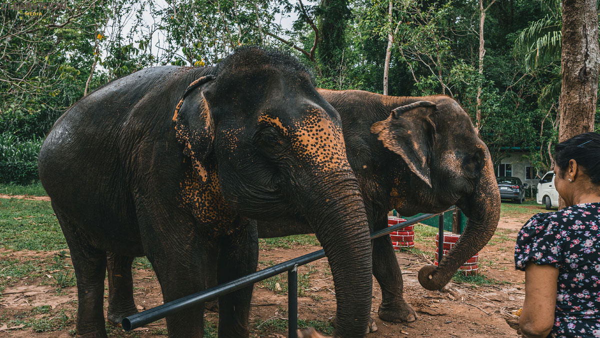 Phuket-Elephant-Nature-Reserve-3115.jpg