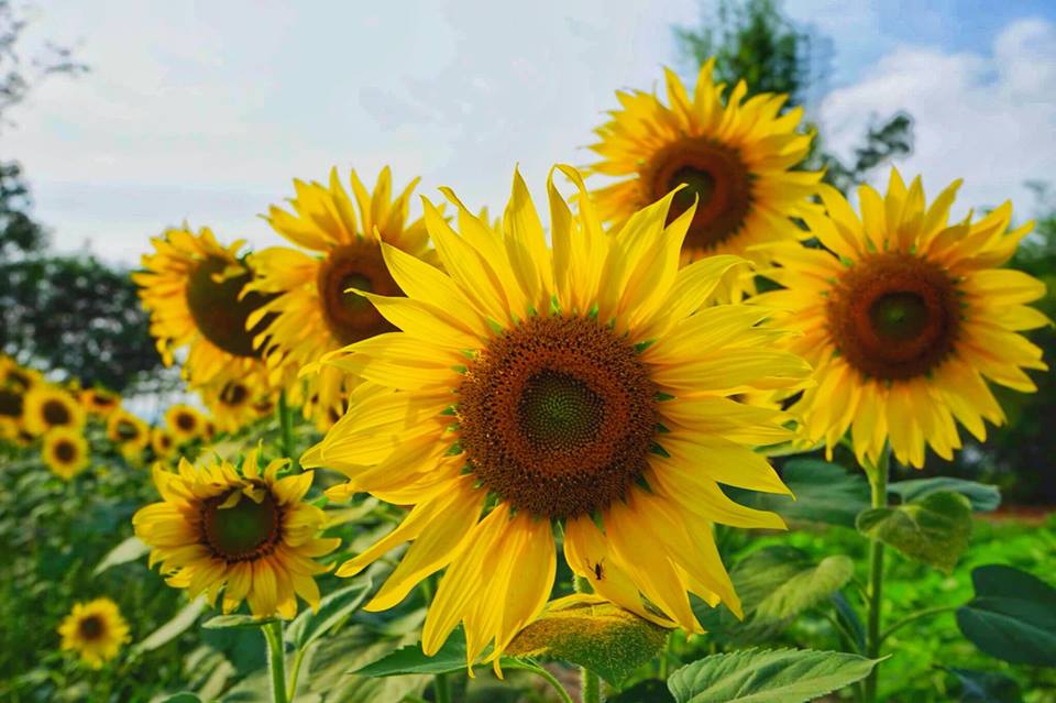C2N_Sunflower_KHY.jpg