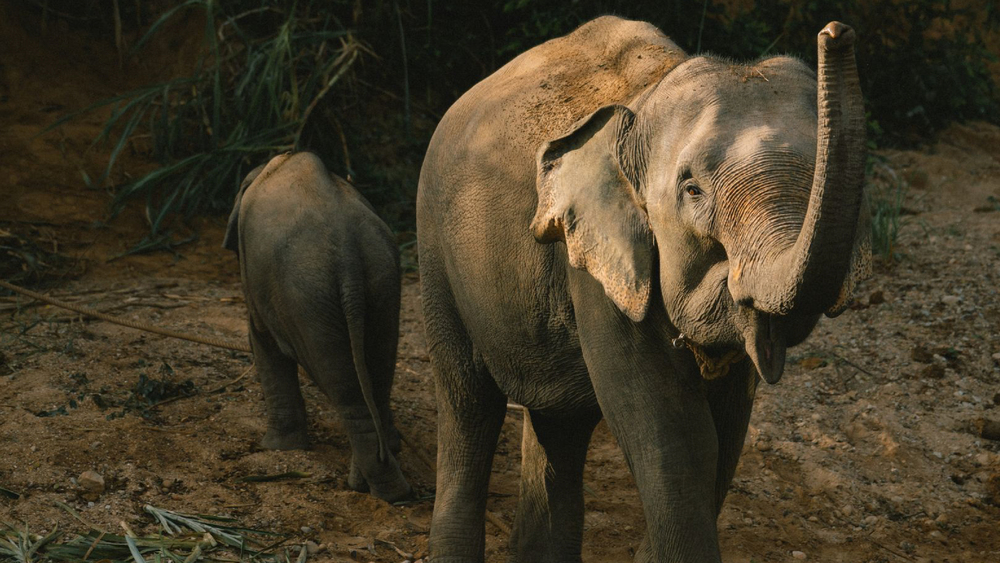 Krabi Elephant House Sanctuary-11 (1).jpg