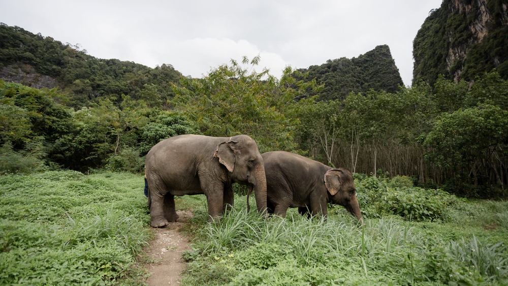 Krabi Elephant Green Sanctuary-21.jpg