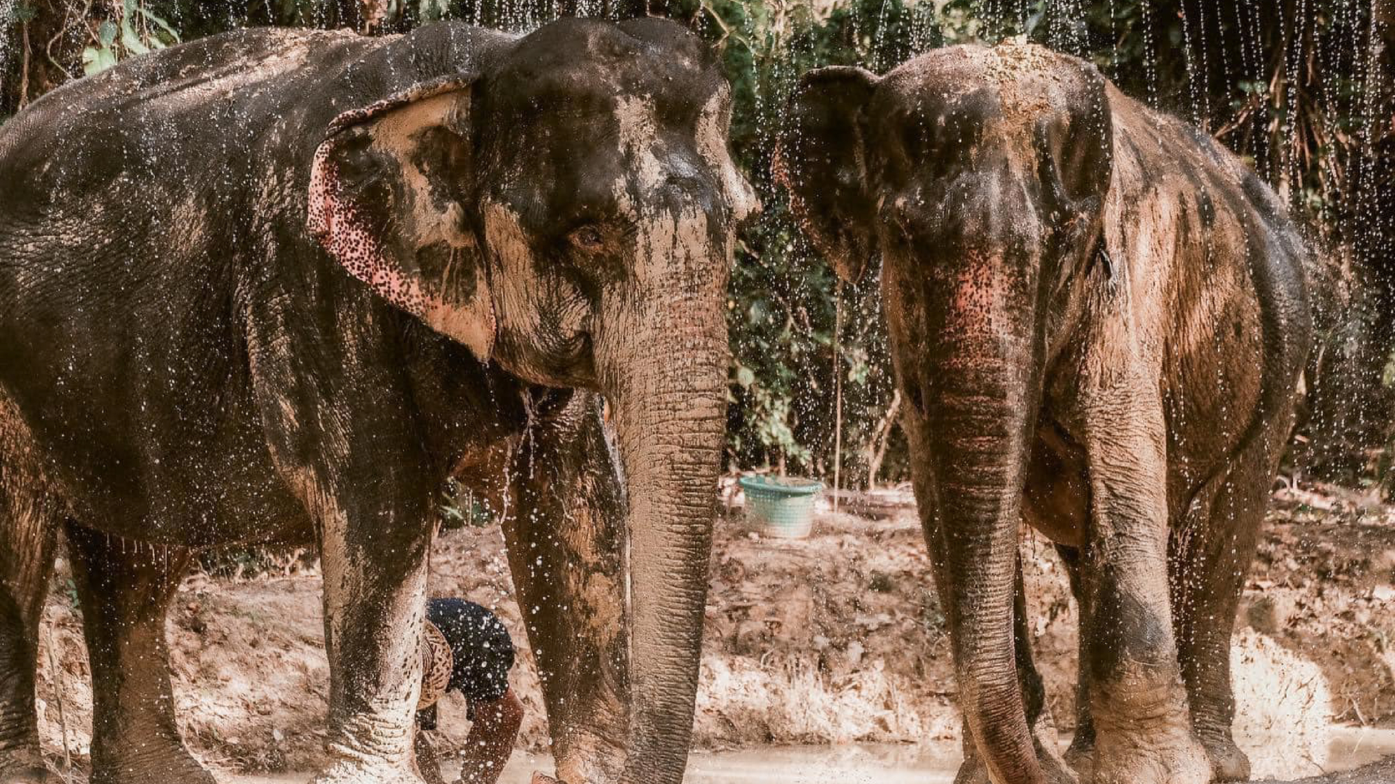 The Elephant Sanctuary Krabi Thailand-01 (1).jpg
