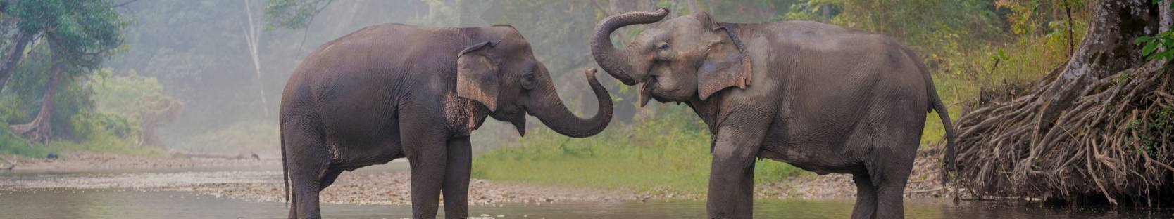 5 Best Krabi Elephant Sanctuaries for animal lovers